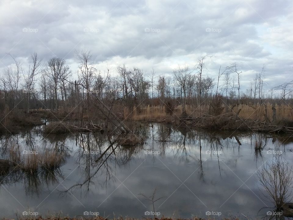 Marsh pond near Tennessee River.