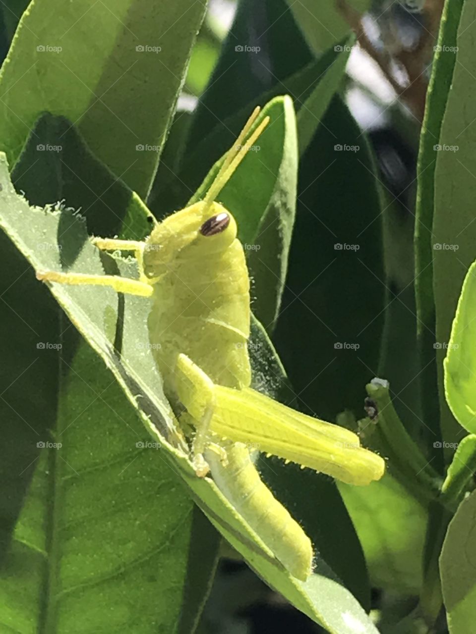 Grasshopper breakfast 