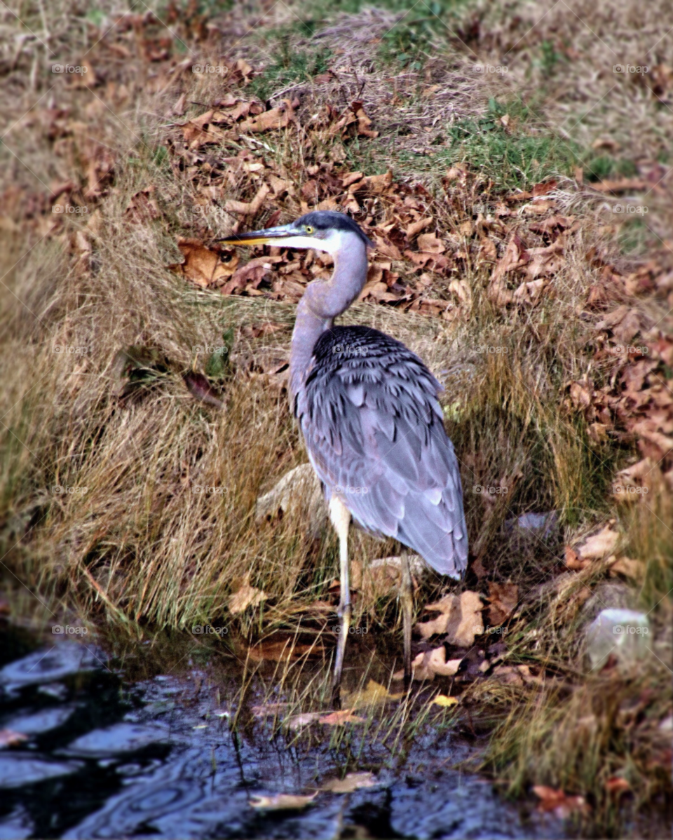 water animal bird wildlife by landon