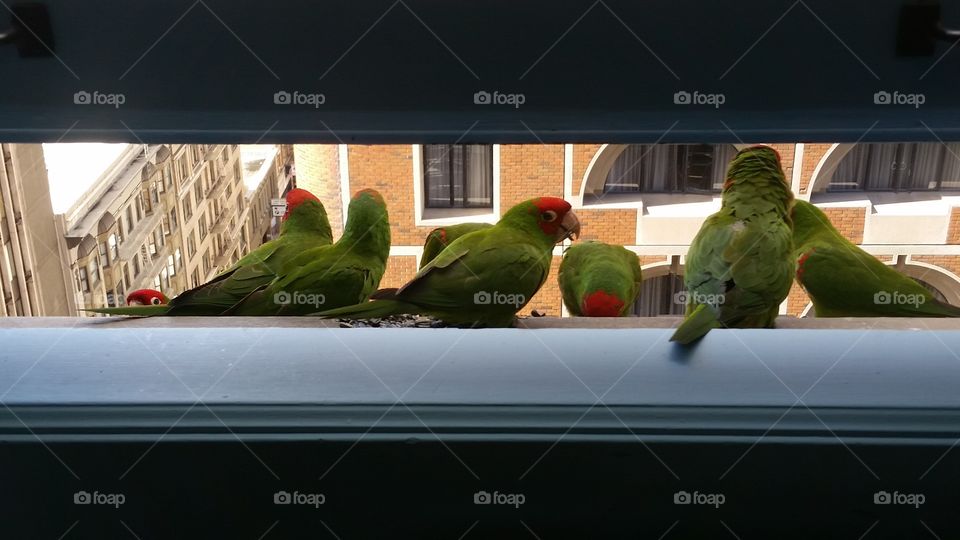 wild urban parrots