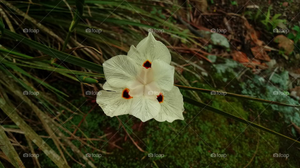 Olho de tigre, moréia bicolor, Dietes bicolor (Steud.) Sweet ex Klatt. Herbácea rizomatosa, florífera, ereta, entouceirada, perene, de folhagem ornamental, originária da África do Sul, de 50–70 cm de altura.
