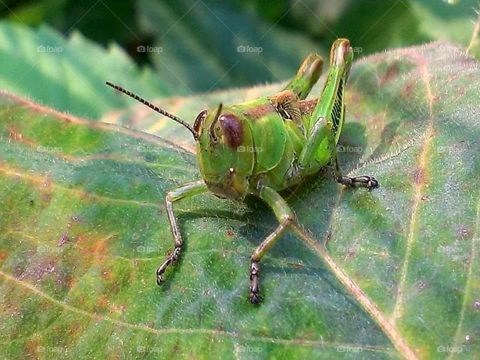 Little green visitor