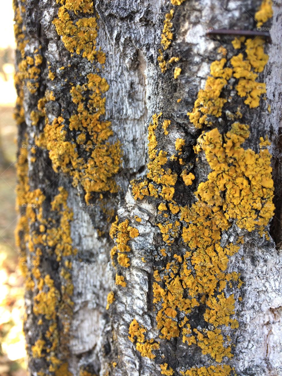 Lichen on bark close up 