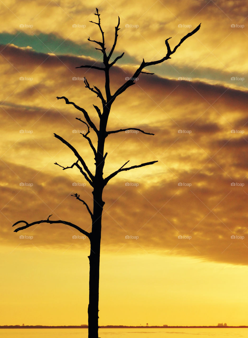 Silhouette of bare tree at sunset