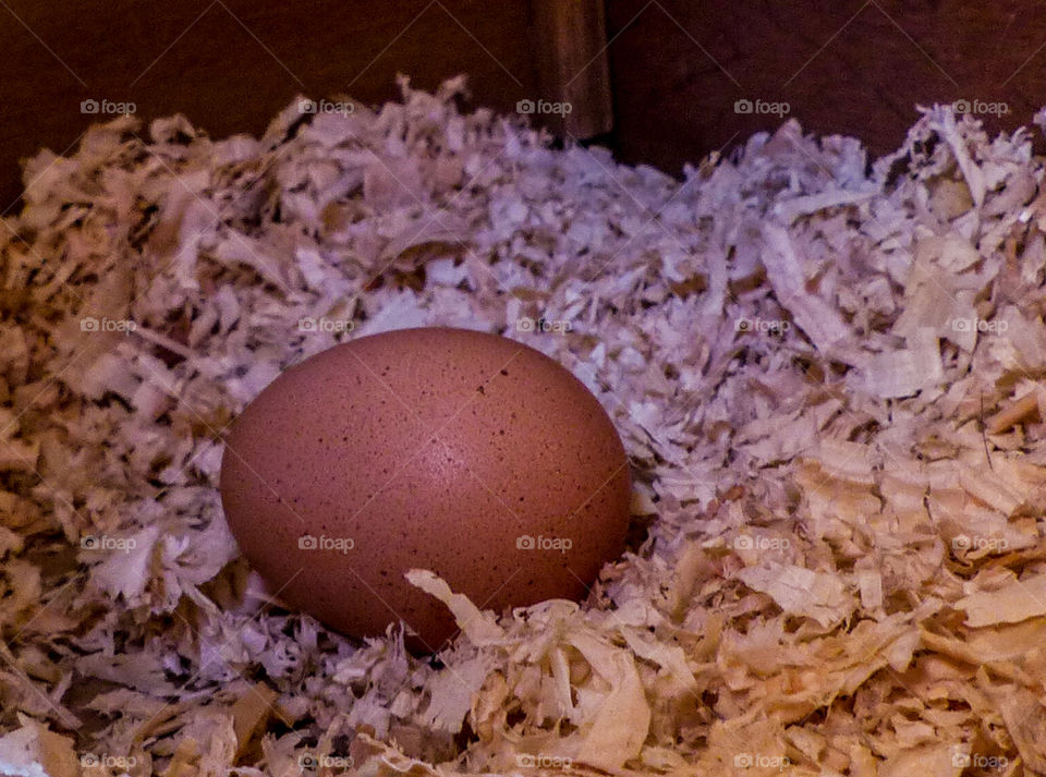 My first fresh egg