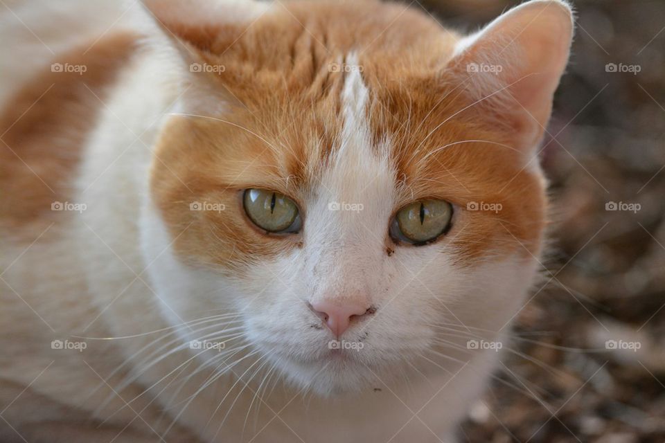 Orange and white cat