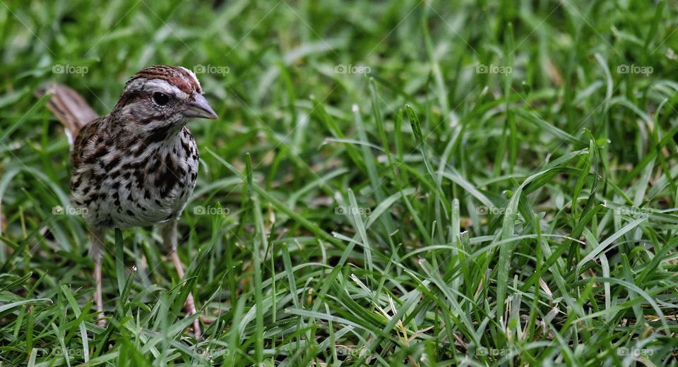 Sparrow my yard