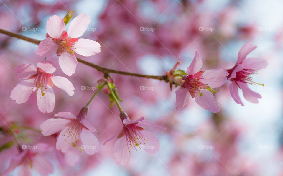 cherry blossom, bokeh