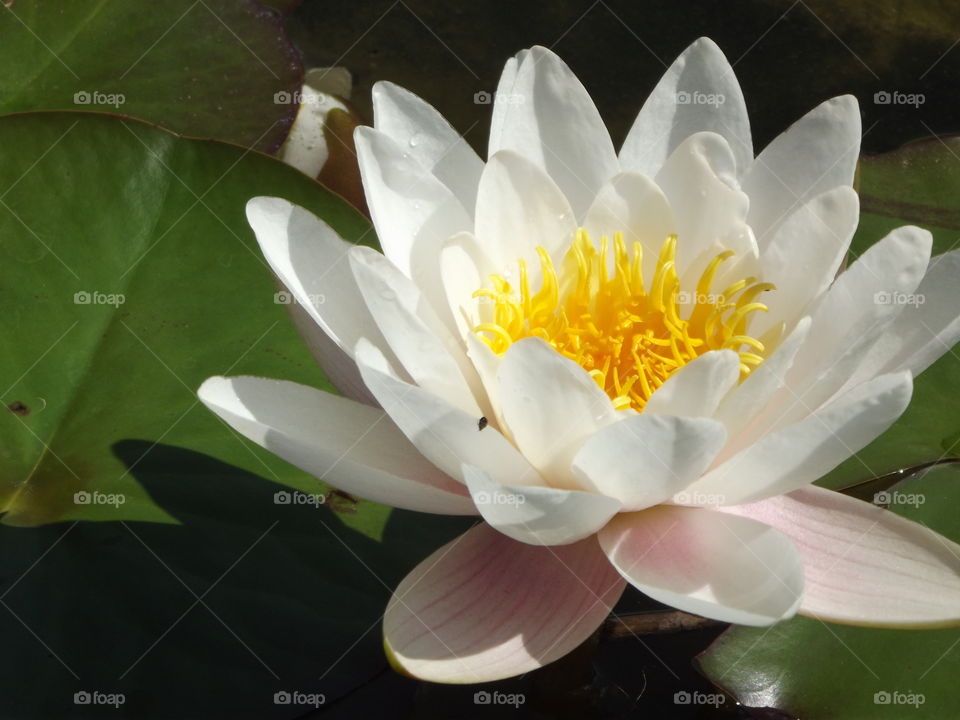 White Water Lilly