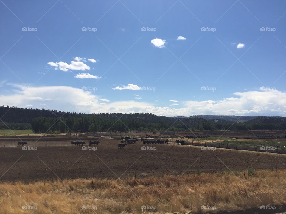 Landscape, Agriculture, No Person, Farm, Cropland