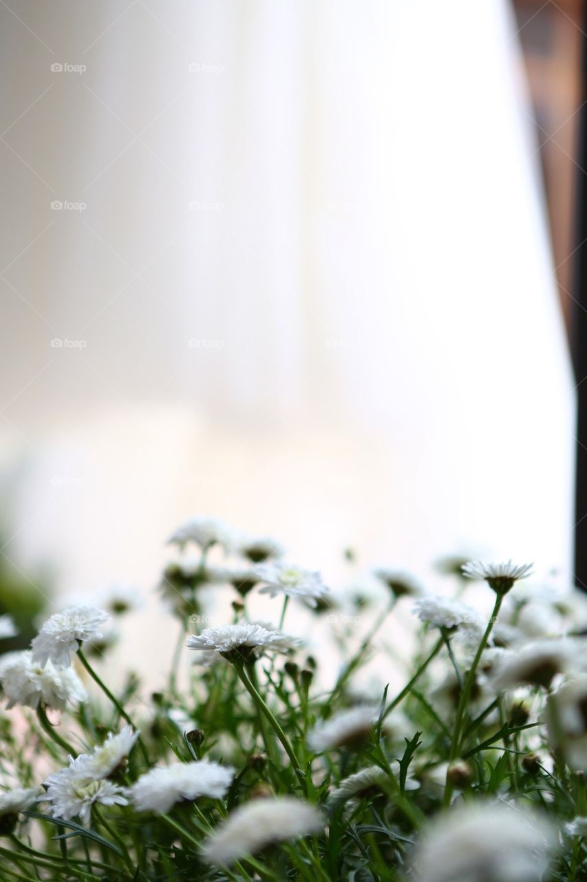 Small lilly flowers and dress