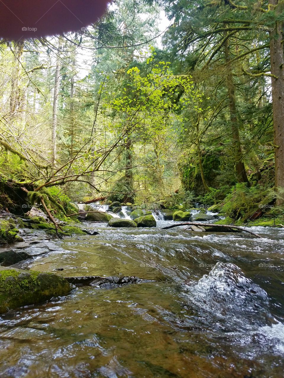 Water, River, Landscape, Stream, Wood