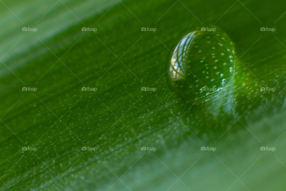 Water drop on leaf