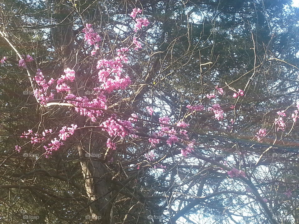 Tree, Branch, Nature, Flower, Season