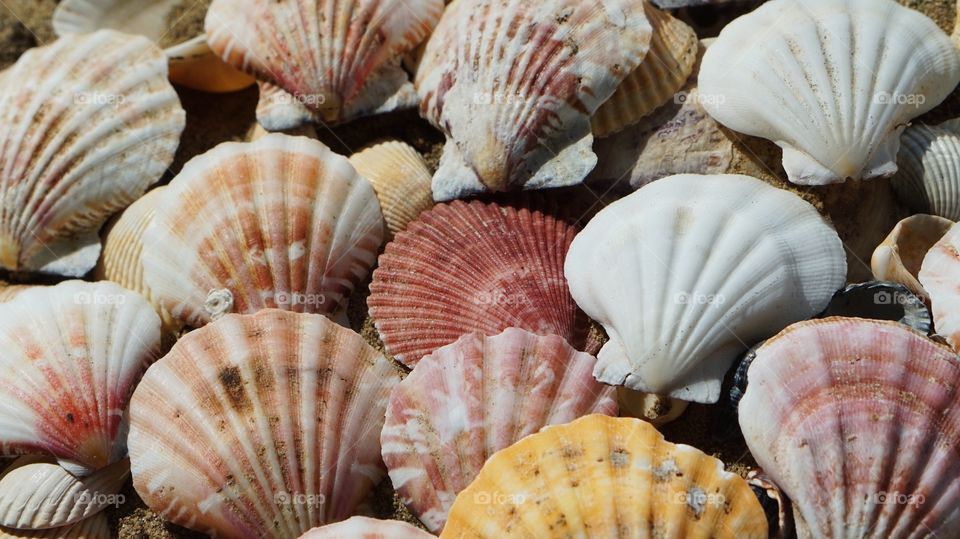 Scallop sea shells backgrounds