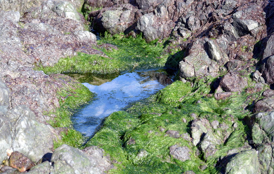 tide pool