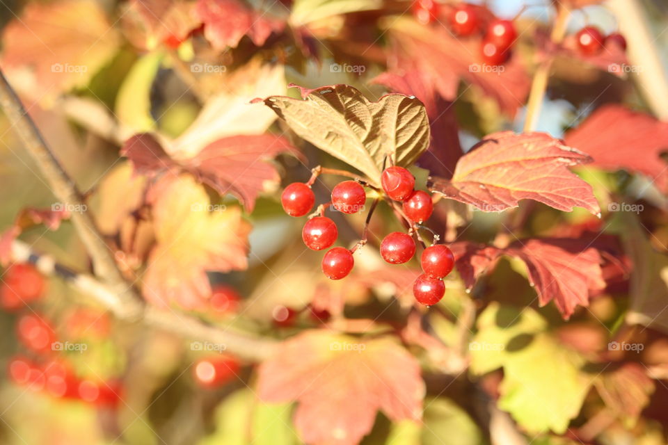 Berries on viburnum