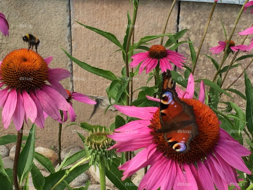 Spring in Sweden. Spring in Sweden