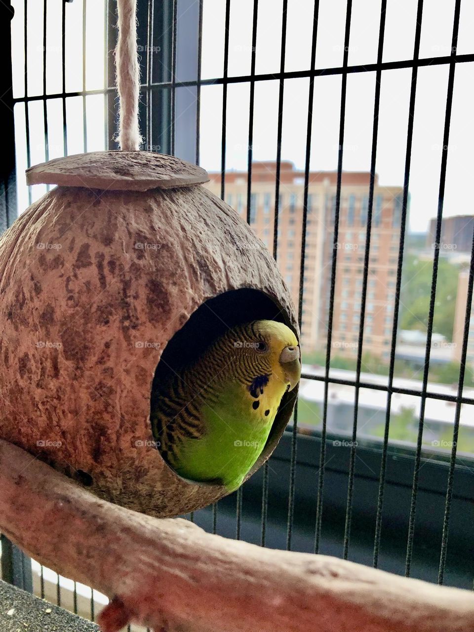Coco in his Coconut 🦜🍃🥥