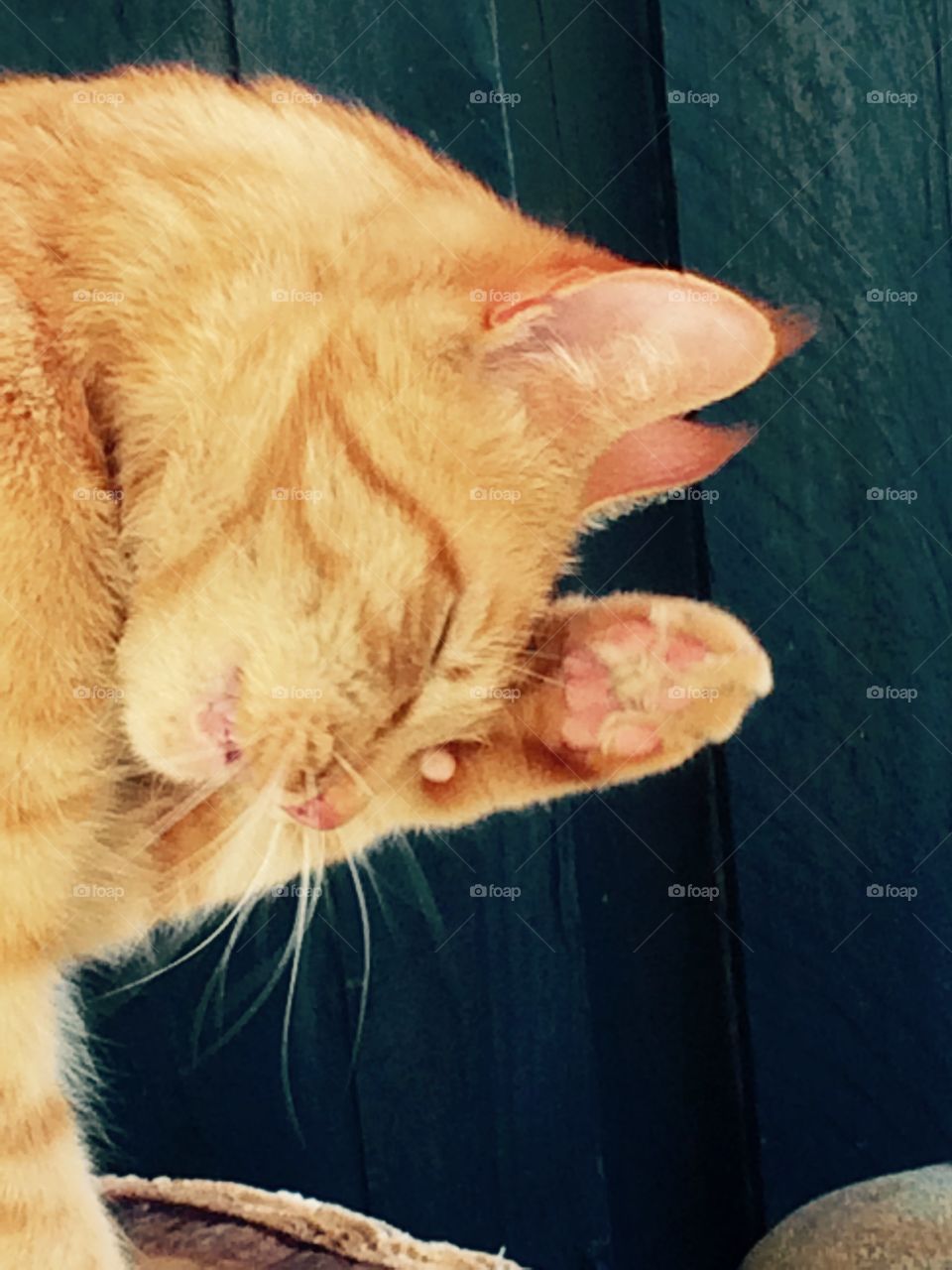 Ginger cat cleaning itself