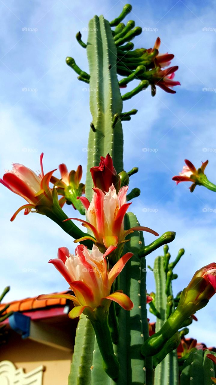 cactus flowers sky