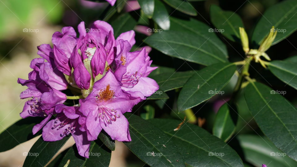 Flower in springtime.