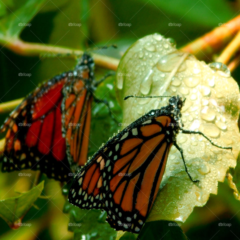 Two Gulf Fritillary Butterflies feeding on a plant!