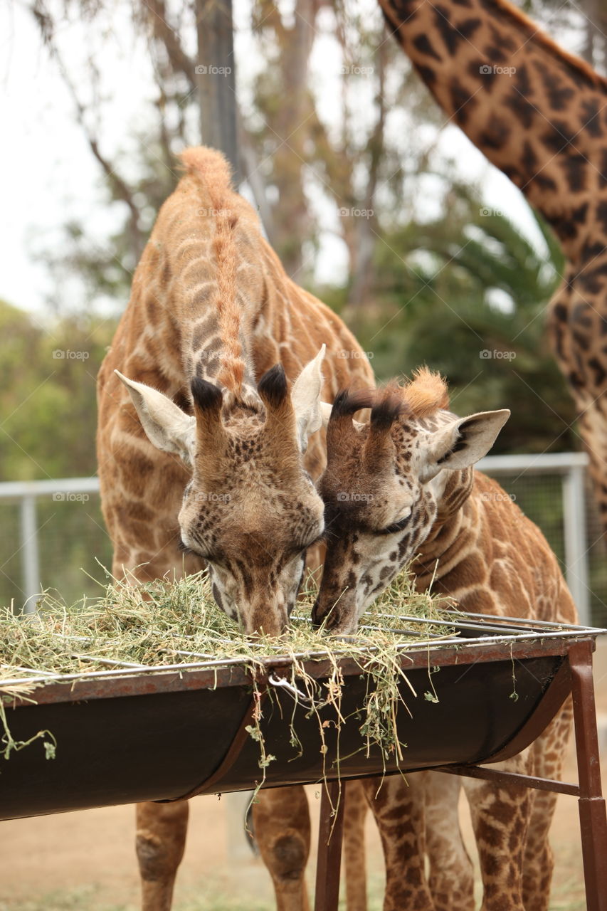 Giraffe Baby