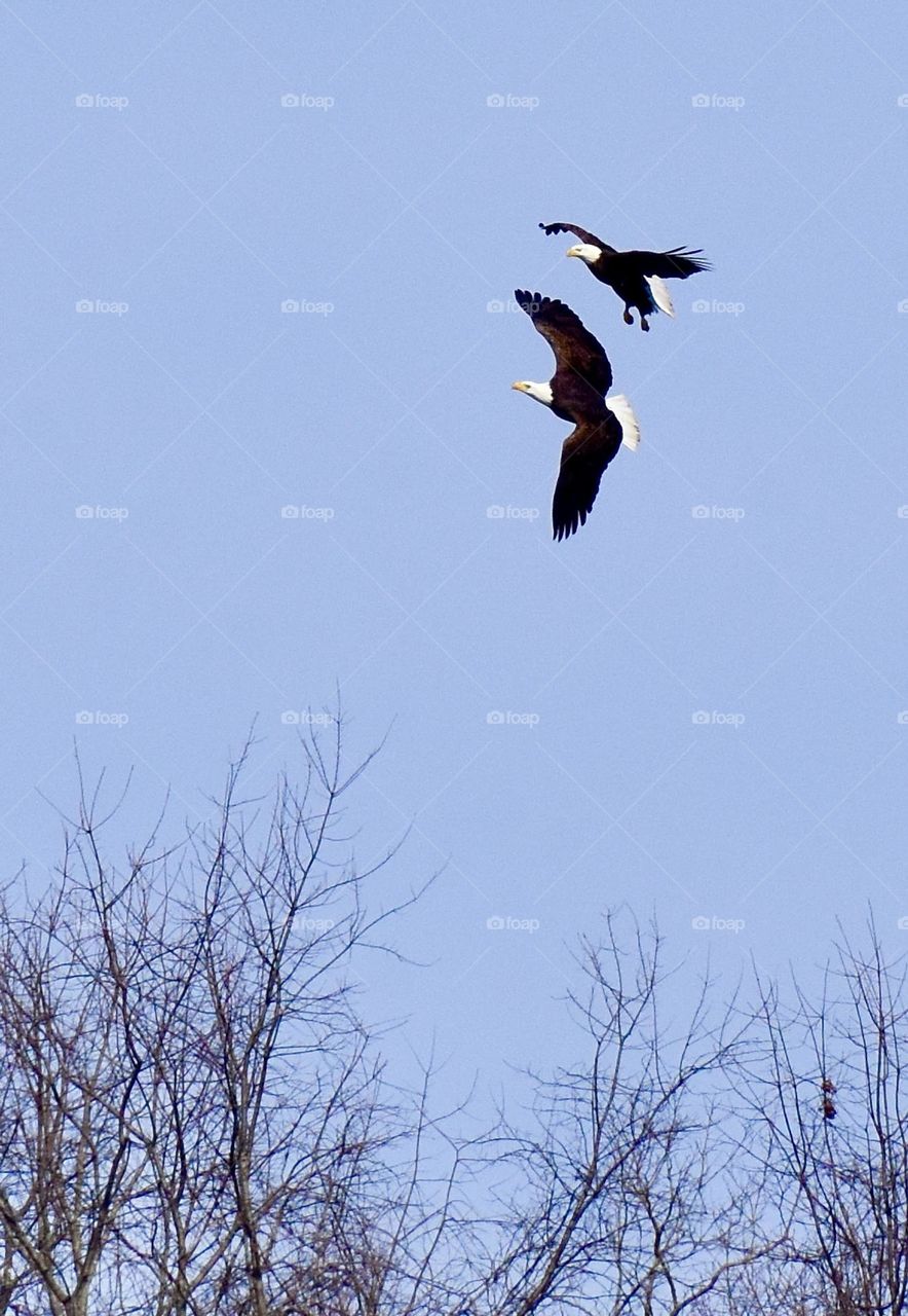 Two adult bald eagles in flight