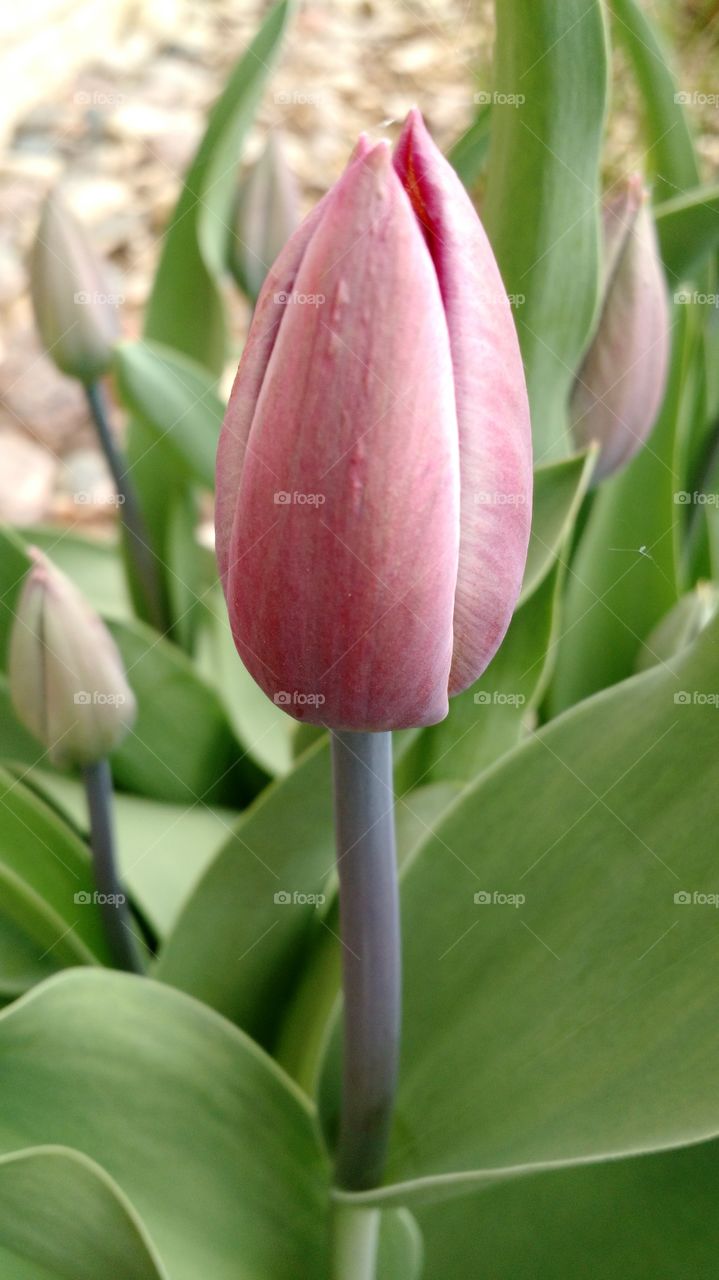 tulip