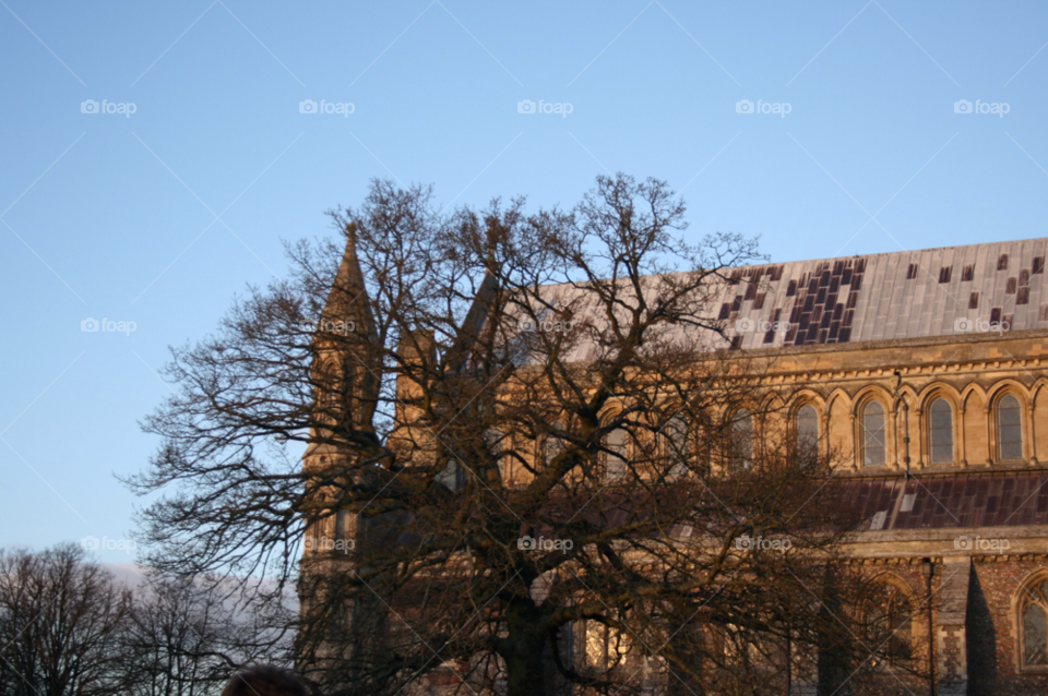 st. albans abbey the tree shade st. albans hertfordshire by Aida