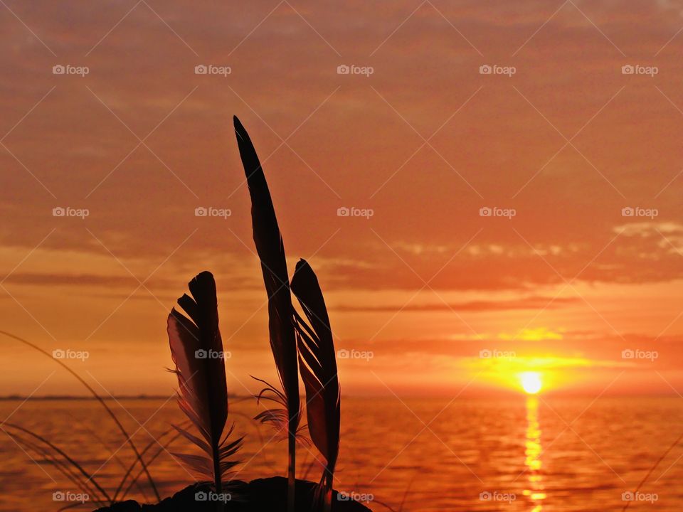 Feathers and magnificent sunset