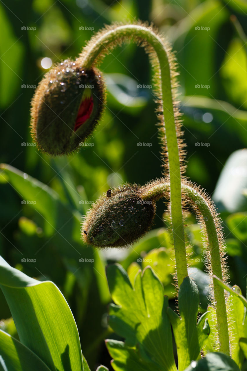 Poppies before blooming 