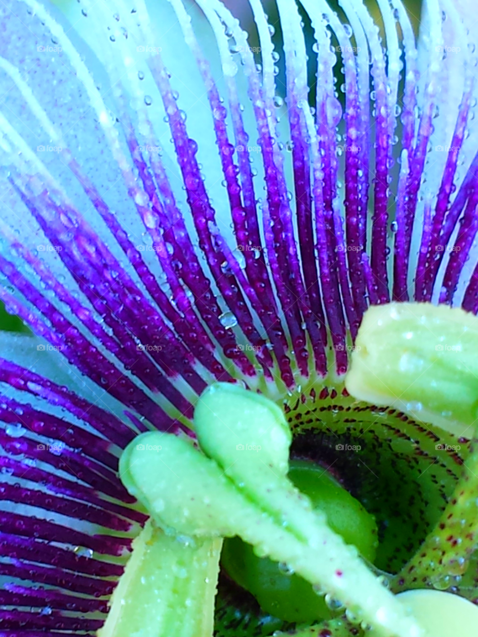 "Passion Flower"