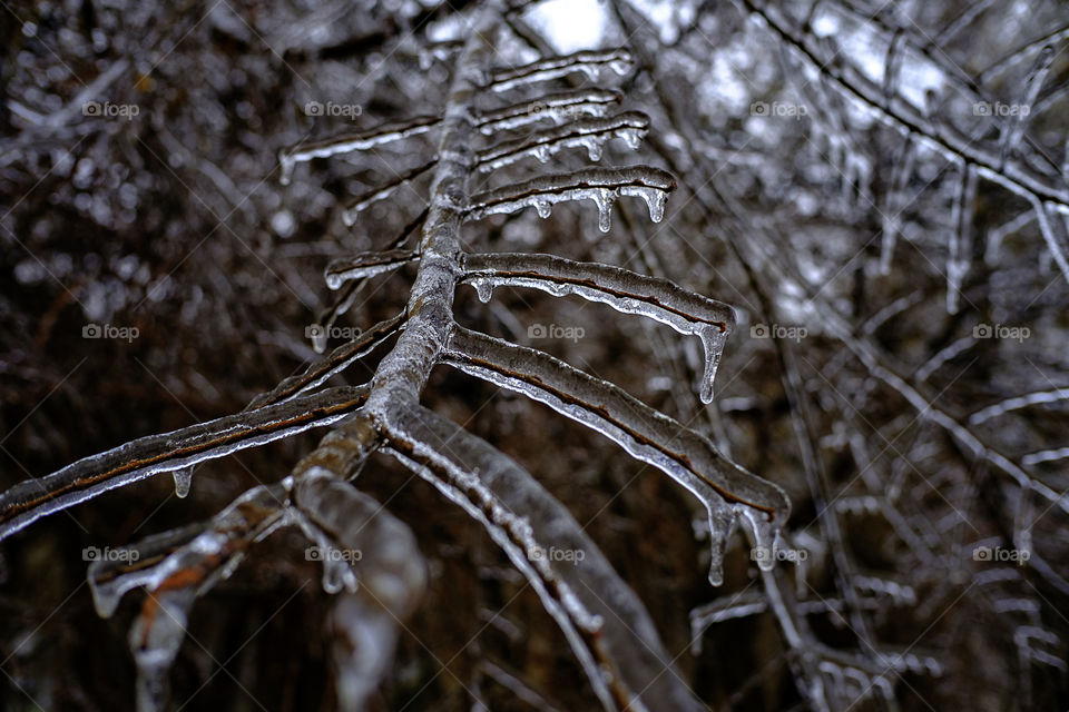 nature frozen background