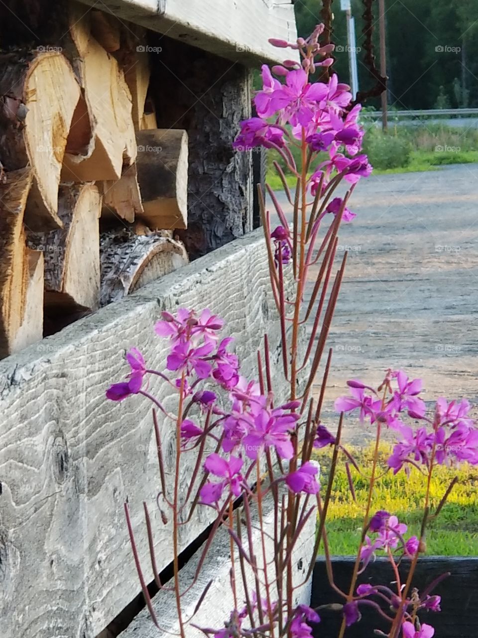 fireweed next to the woodshed