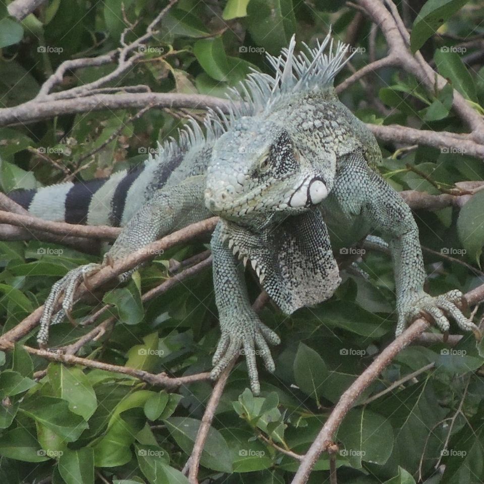 Iguana