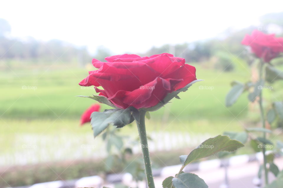 rose flowers🌹