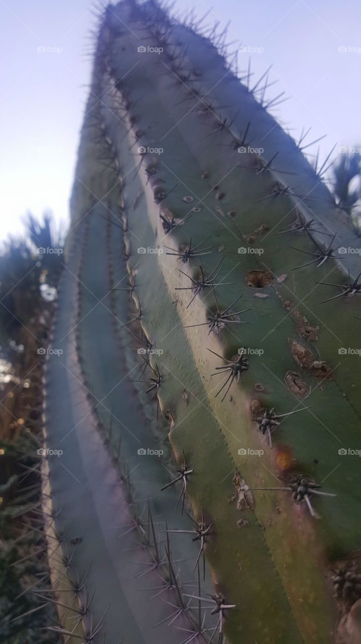 Prickly pa