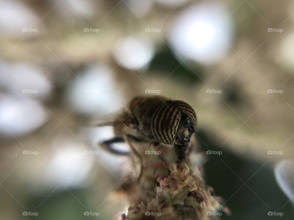 Nice eyes bee! | Photo with iPhone 7 + Macro lens. 