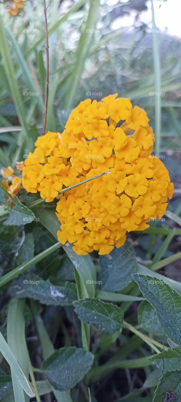 St. Mary's Herb Flower