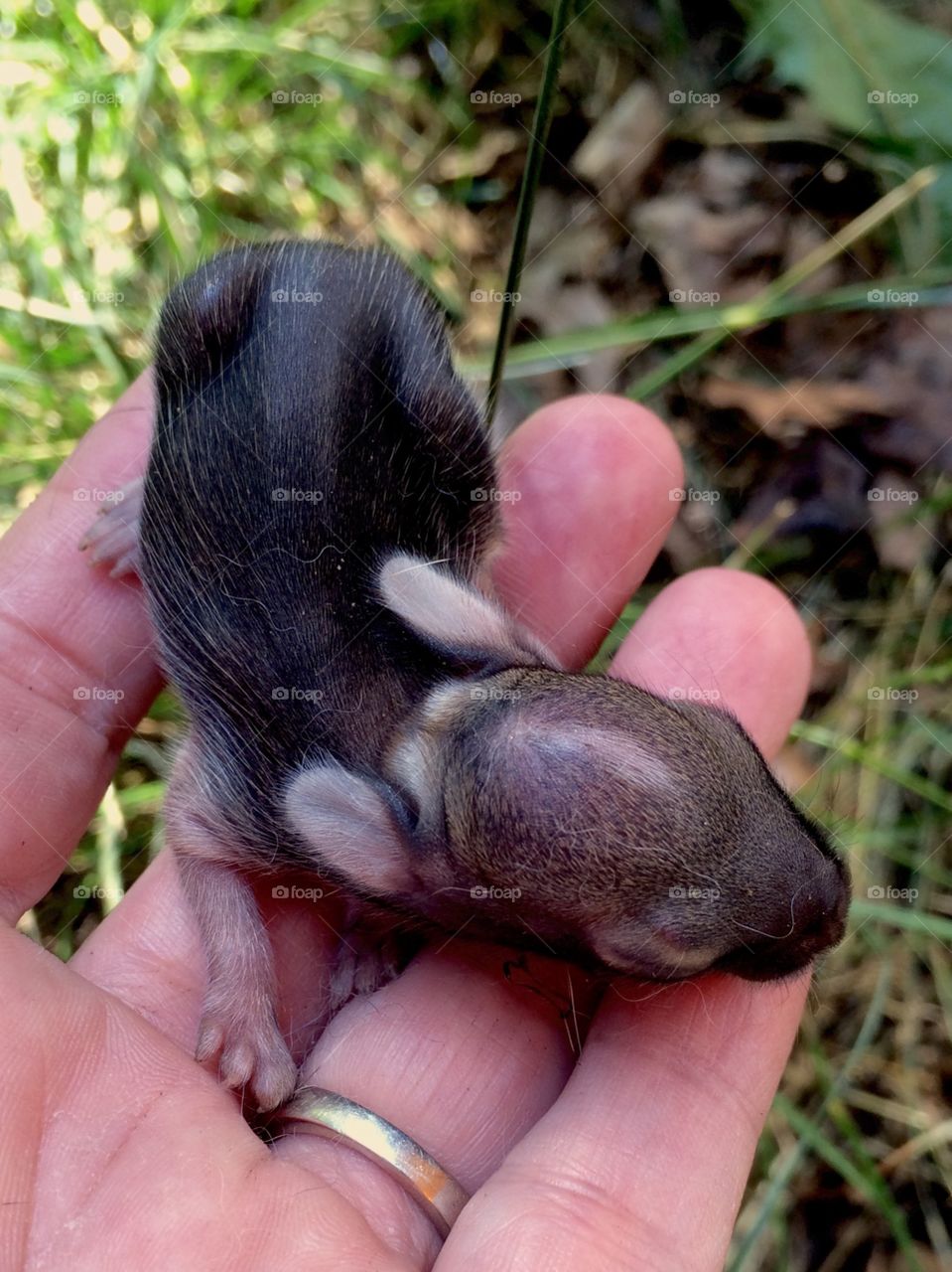 Newborn Bunny