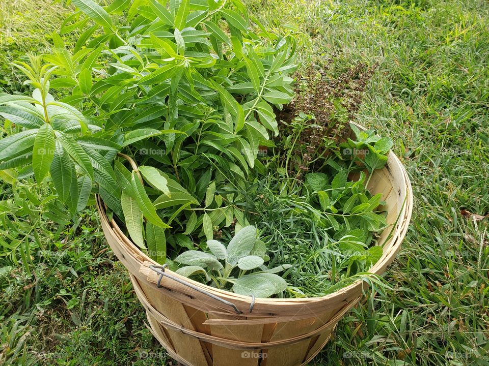 herb harvesting