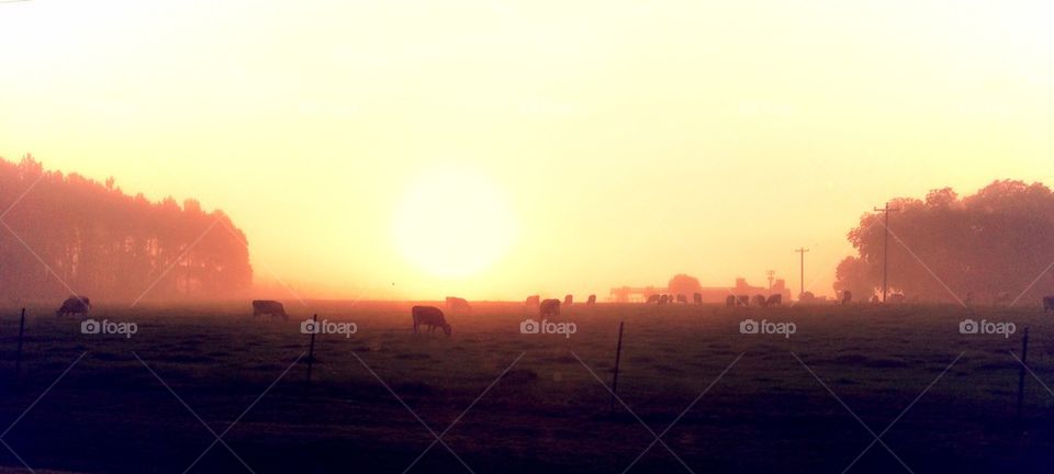 Cows in the mist