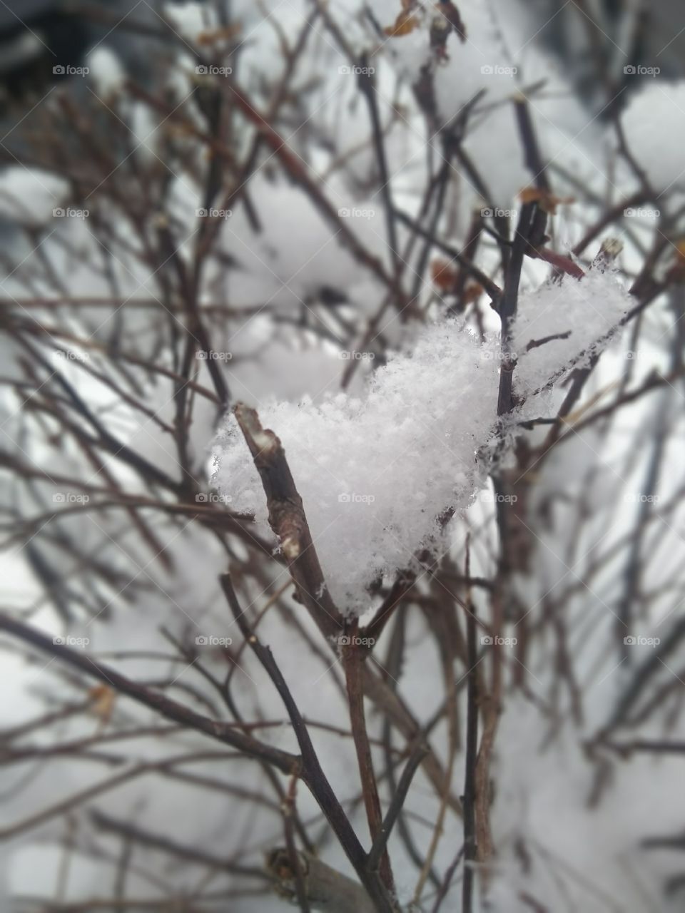 Cold winter and branches
