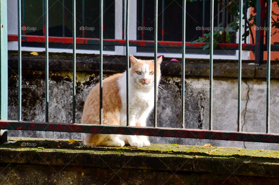 Cat sitting on the little wall