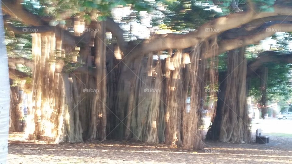 Hawaiian Banyan Tree