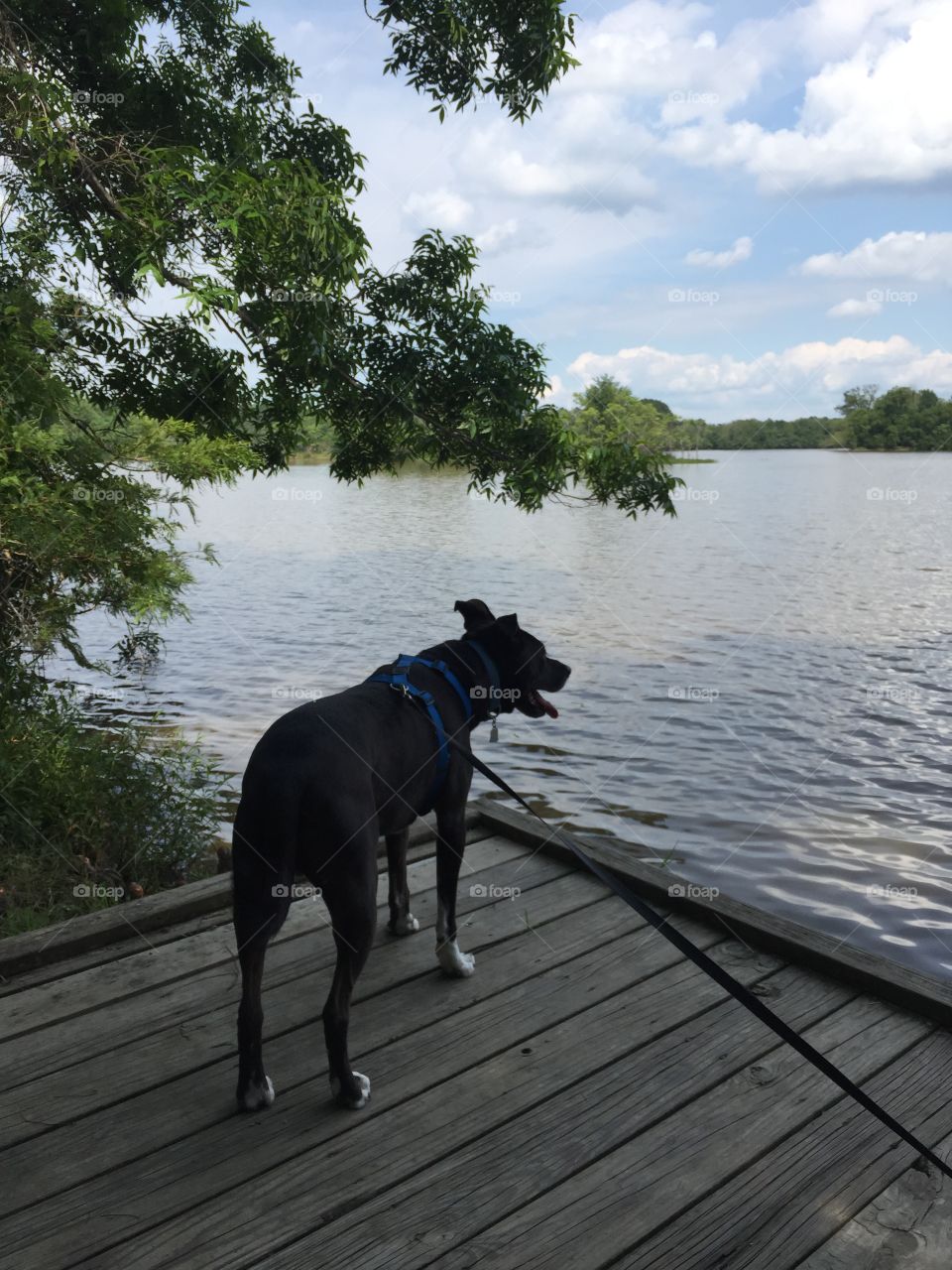 Dog on a pier
