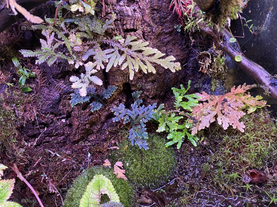 Tree fern color spectrum with moss