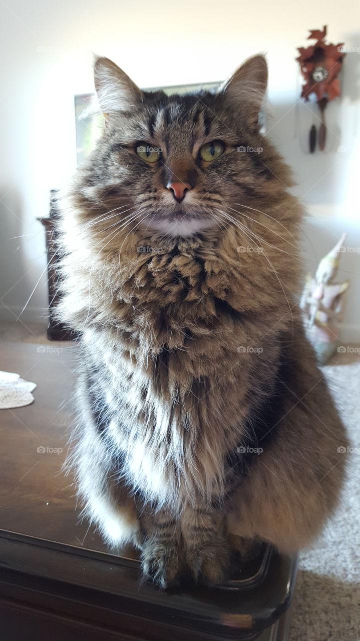 Maine coon
